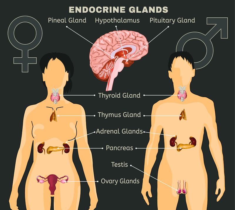 A anatomical diagram of both male and female bodies showing the endocrine glands, helping with Endocrinology for Mob in Goodna.