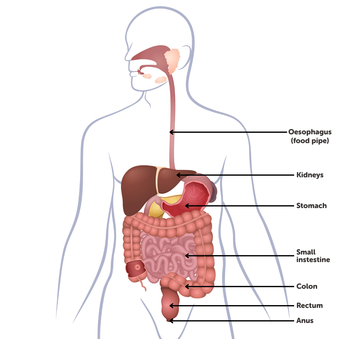 Human anatomy digestive system diagram for bowel cancer screening information.
